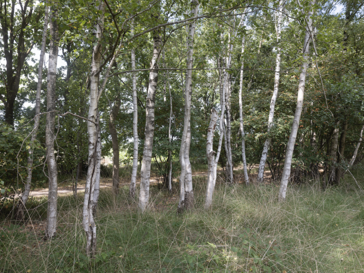 Van Gogh AiR – Luuk Kramer