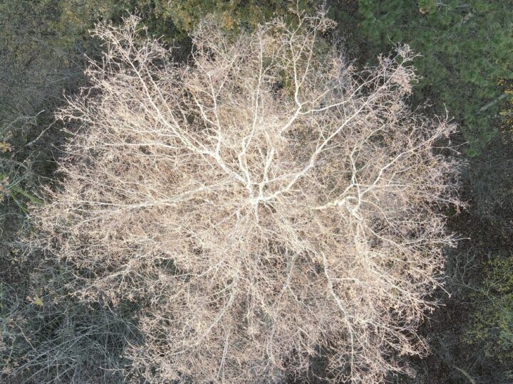 Heilige Heide & Natuursonnetten